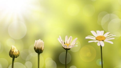 Blumensprache gestern und heute