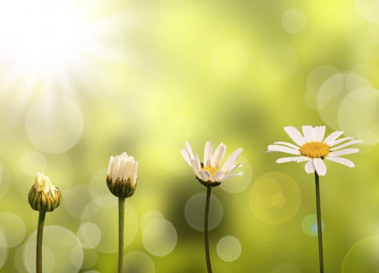 Blumen