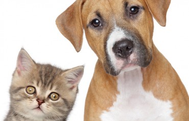 Gewinnen Sie &quot;Hunde&quot; und &quot;Katzen&quot; für sich