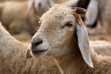 Lamm, Schaf, Tier