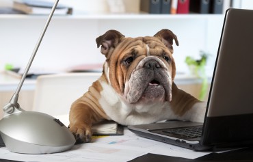 Hunde im Büro