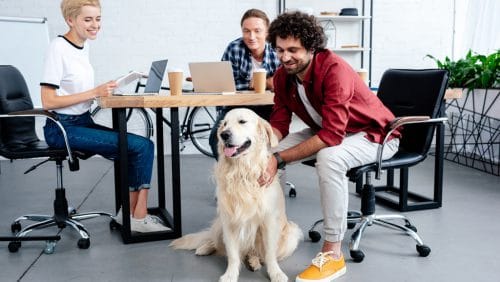 Der Hund im Büro