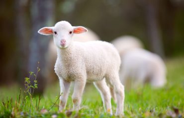 So verwandeln Sie fiese Neidhammel in freundliche Lämmchen